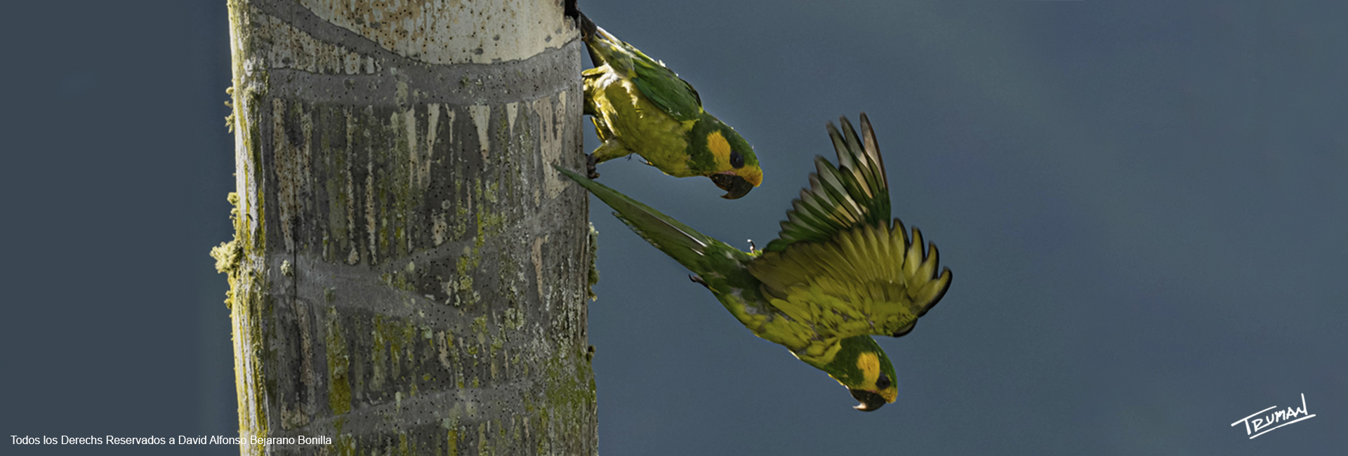 Yellow eared Parrot