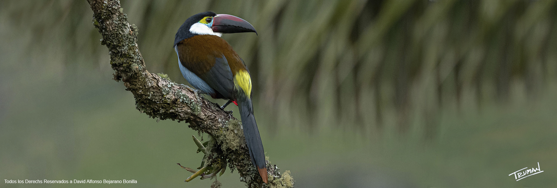 Black-billed Mountain Toucan Black-billed Mountain Toucan