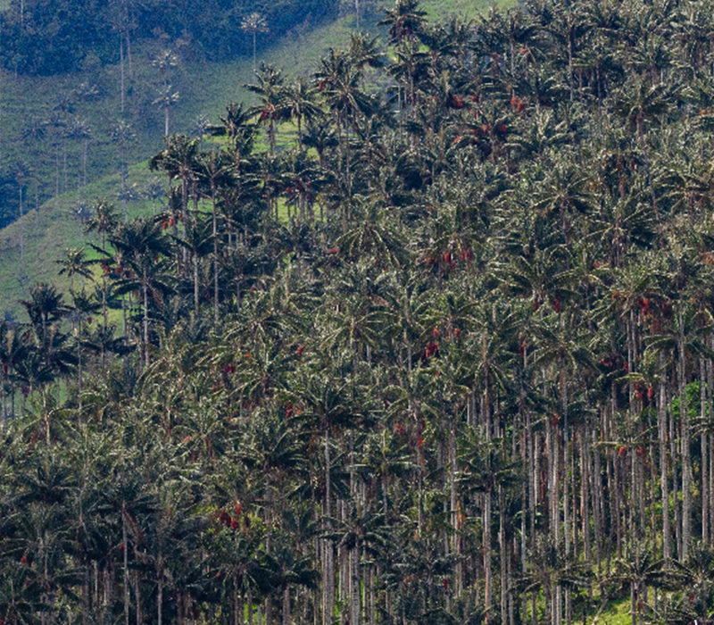 Wax Palm Fields