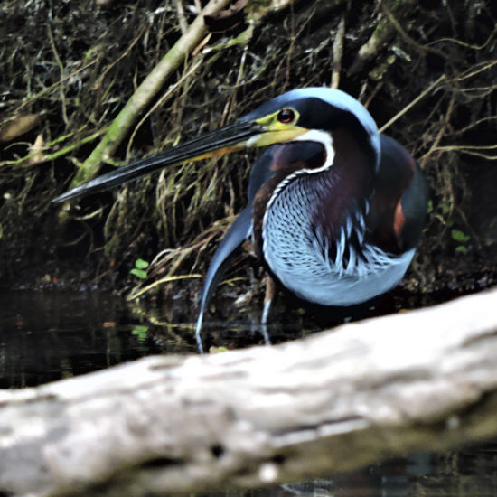 Agami Heron - Estacion Biologica - Guatemala 2018