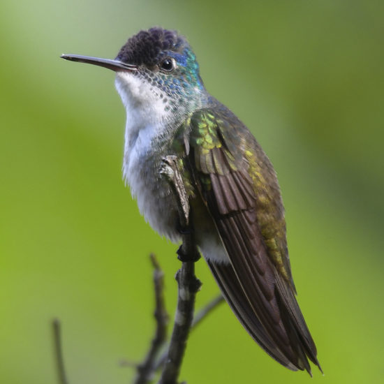 Azure-crowned Hummingbird