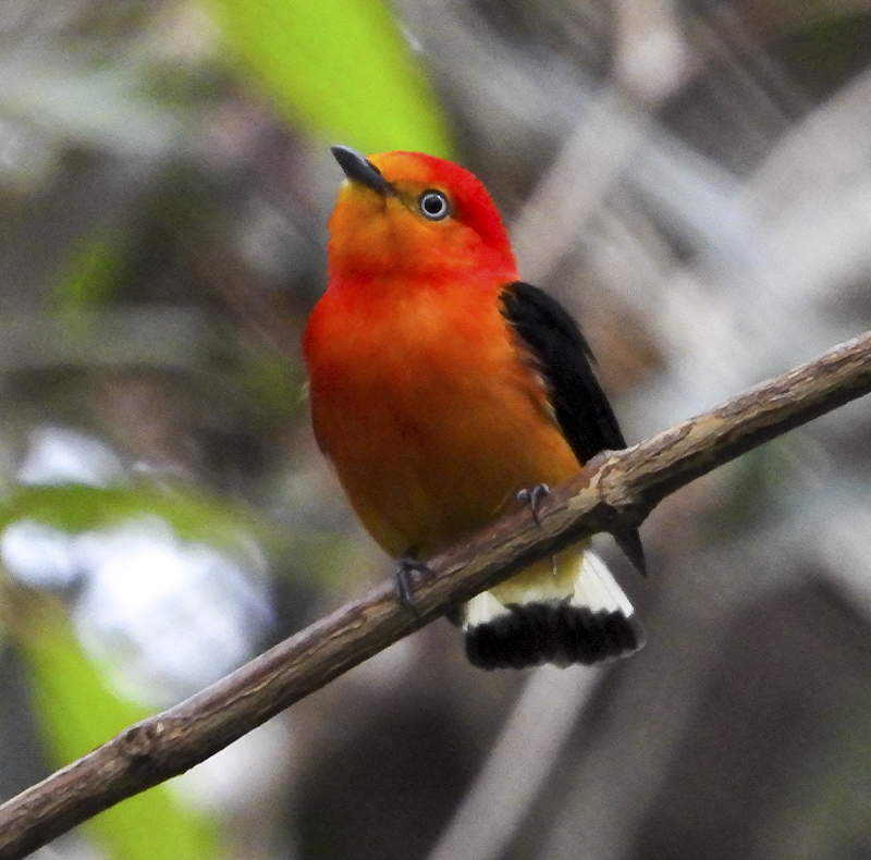 Band-tailed Manakin - Cerrado - Brasil