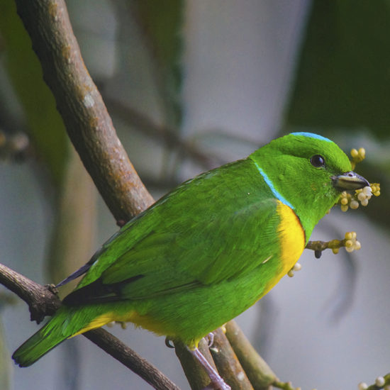 Blue-crowned Chlorophonia