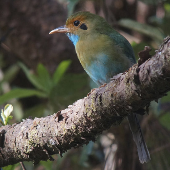 Blue-throated Motmot