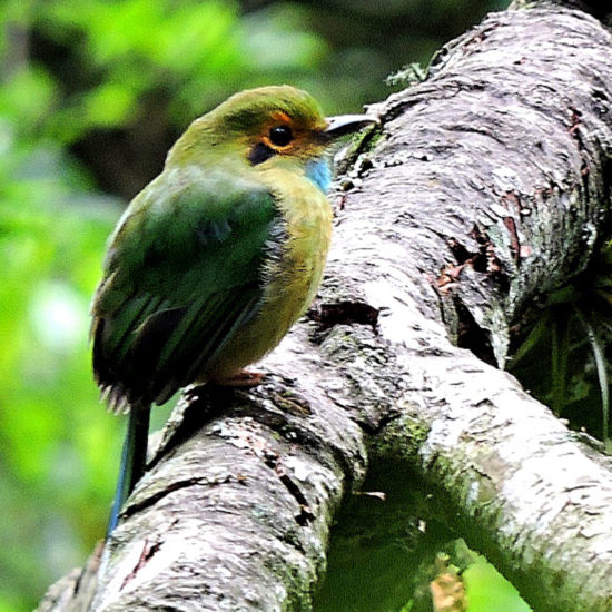 Blue-throated Motmot - Guatemala