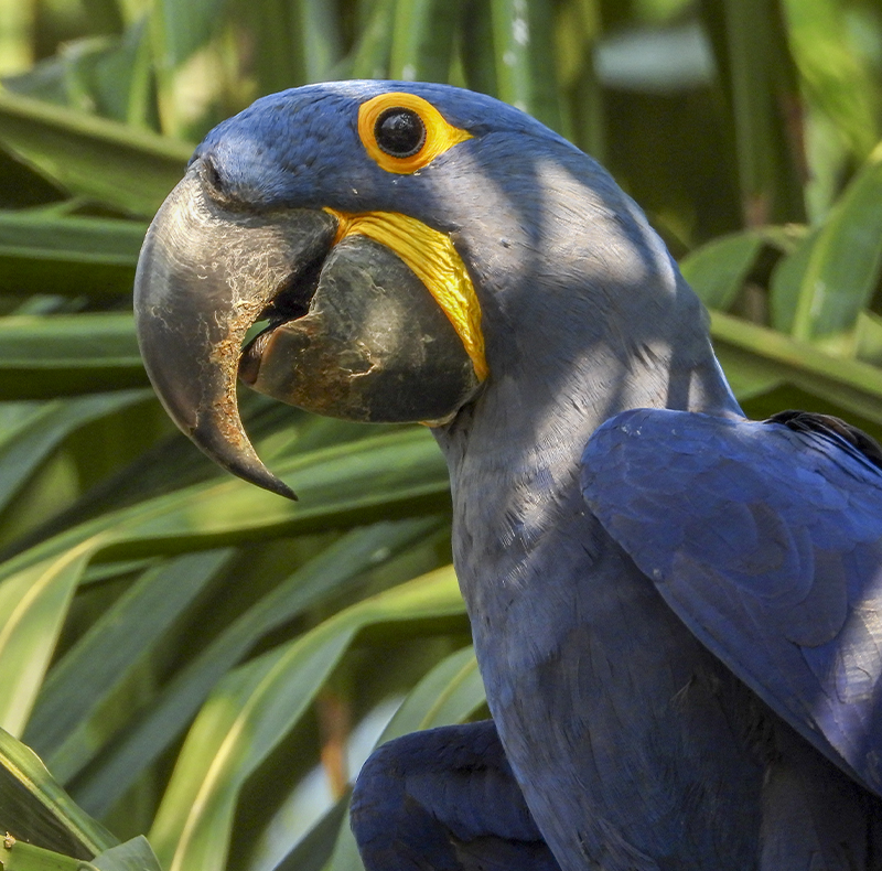 Hyacint Macaw