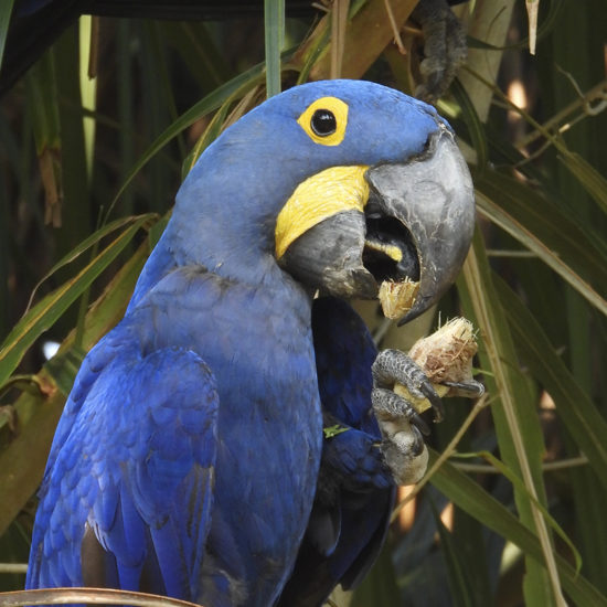 Guacamayo azul Río