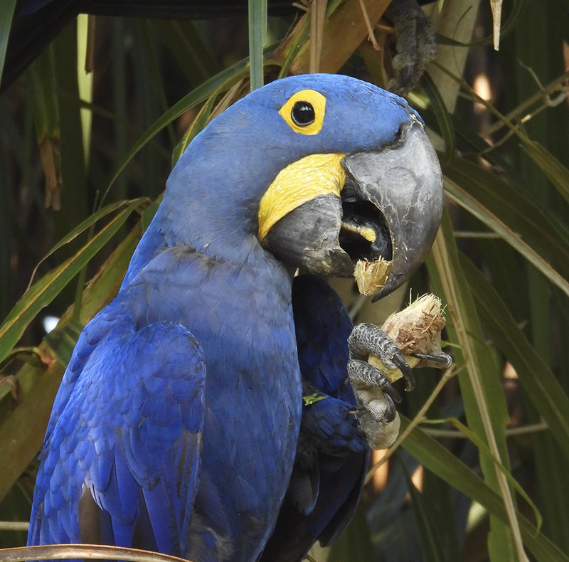 Guacamayo azul Río