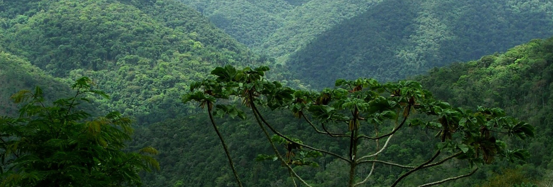 Brazilian Atlantic Forest - From Rio de Janeiro to Santa Catarina