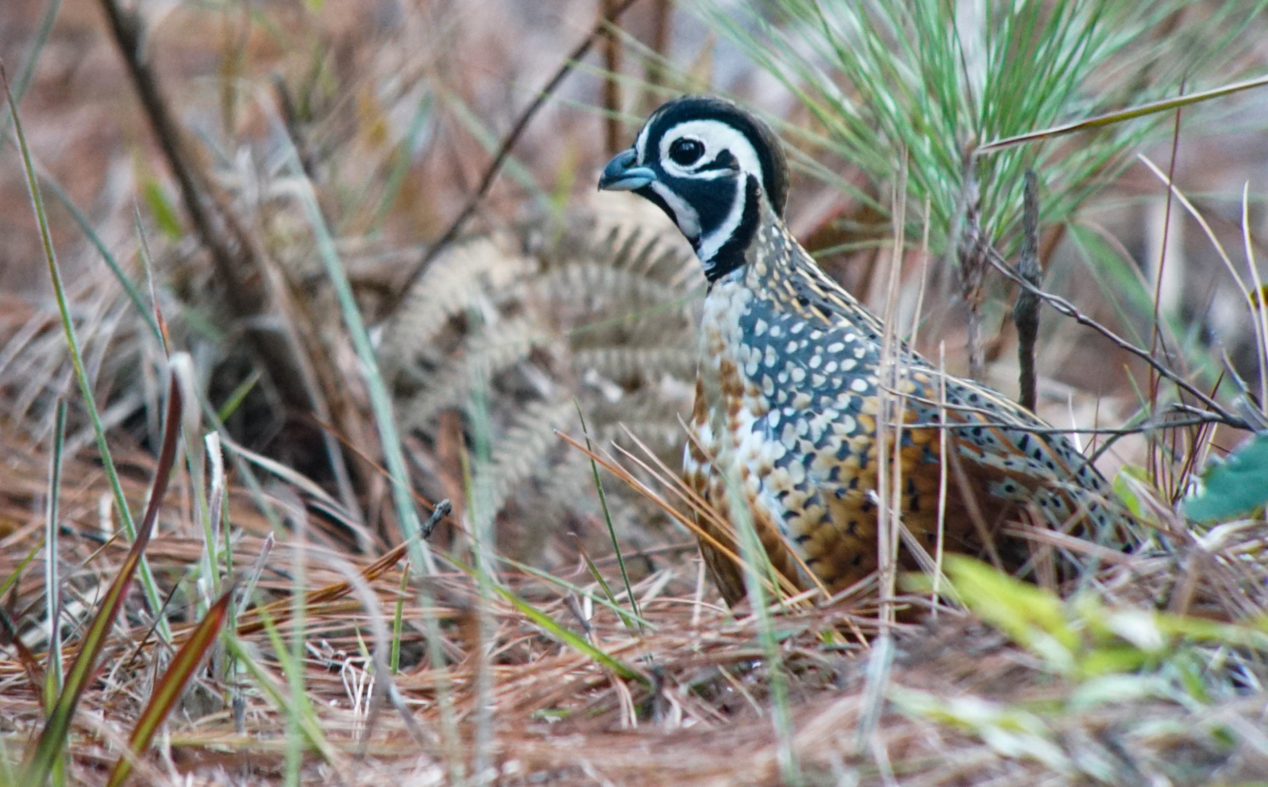 Ocellated Quail