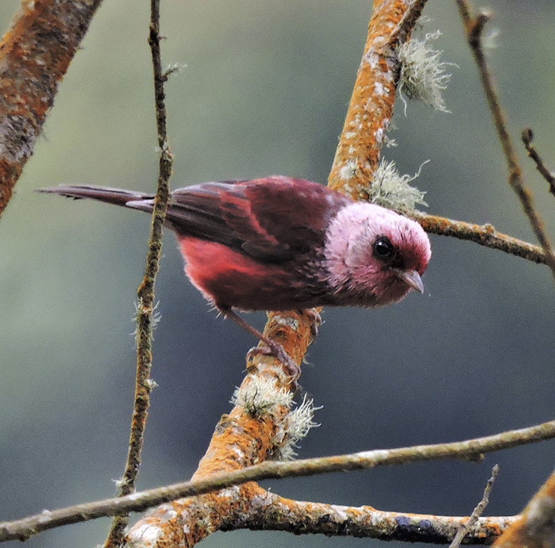 Pink-headed Warbler - Guatemala Birding Trip