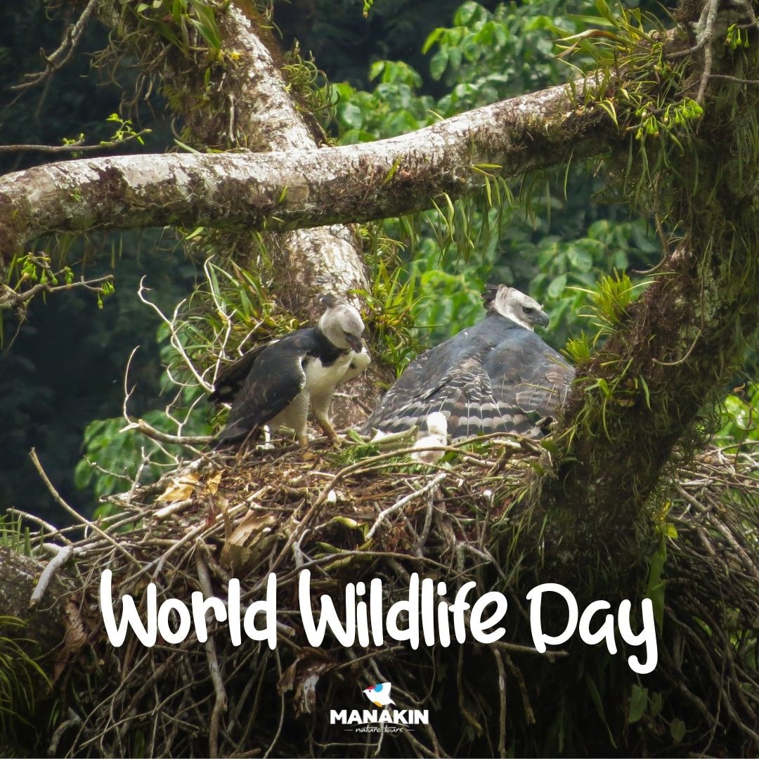 World Wildlife Day - Manakin Nature Tours Conservation Program - Manakin  Nature Tours