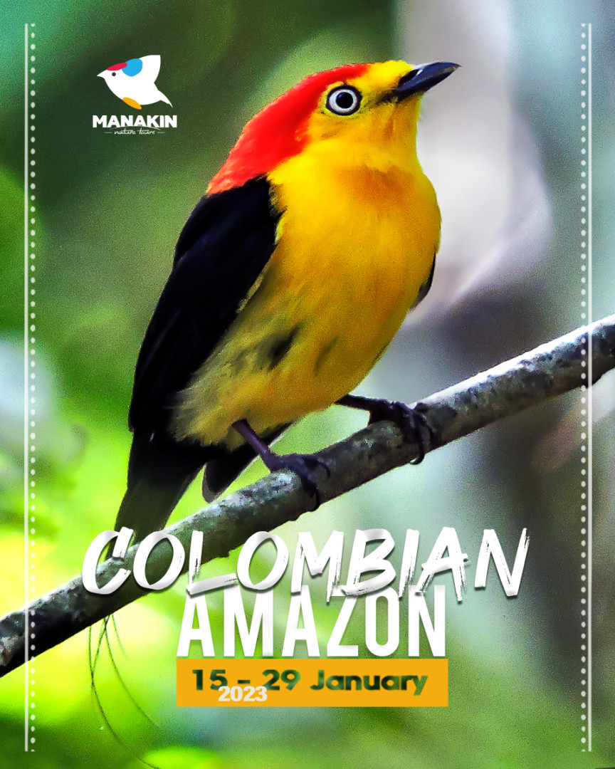 manakin tours colombia