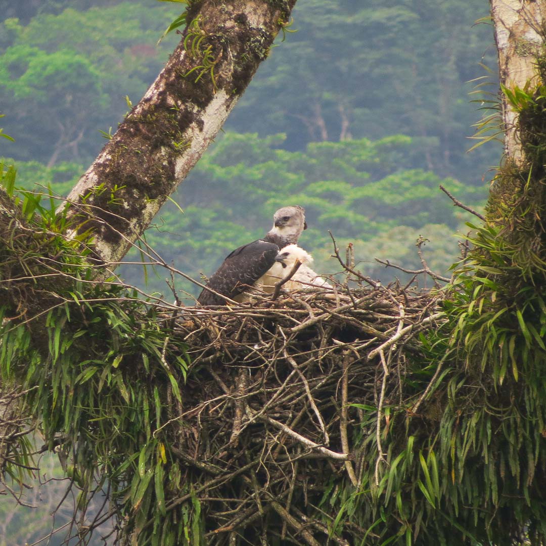 Birding and Conservation - Helping to Save the Harpy Eagle in Colombia -  Manakin Nature Tours