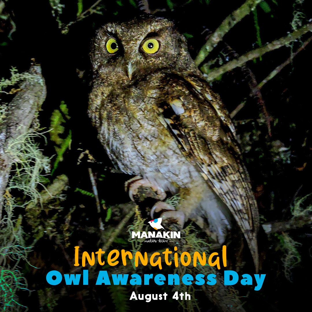 The Owls of Colombia - International Owl Awareness Day