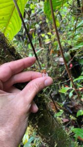 Colombian endemic orchid
