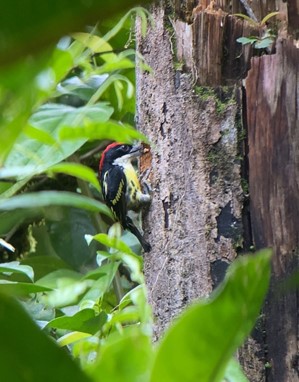 Five-colored barbet building a nest in San Cipriano
