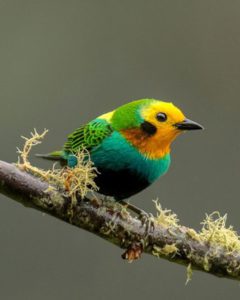 Multicolored Tanager at the feeders in La Florida Km 18