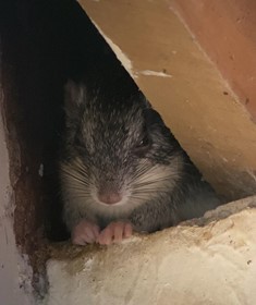 Speckled Spiny Tree Rat