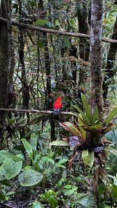 Toucan Barbet