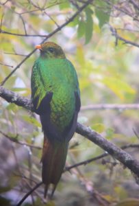 White-tipped quetzal