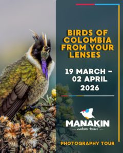 Birding Tour Colombia March - April 2026 - Photography Tour